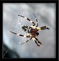 Picture Title - Spider