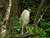 Black-Crowned Night-Heron for Kim Culbert 