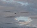 Picture Title - Birds and Wires