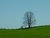 Lone Tree