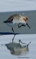 Picture Title - Western Sandpiper