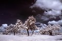 Picture Title - IR landscape