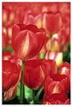 Picture Title - It's a red tulip...