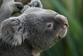 Picture Title - koala