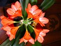 Picture Title - clivie