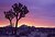 Joshua Tree Sunrise