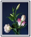 Picture Title - Lysianthus