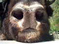 Picture Title - Aurochs nose