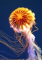 Picture Title - jelly-fish dancing