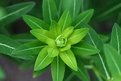 Picture Title - Green Star