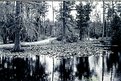 Picture Title - Cypress Gardens 