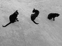 Picture Title - Black cats
