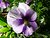 Blue-violet pansy