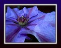 Picture Title - Deep blue clematis