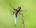 Picture Title - Broad-bodied Chaser