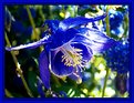 Picture Title - Aquilegia vulgaris 2