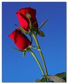 Picture Title - Red Roses