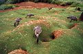 Picture Title - Nene, The State Bird of Hawai'i