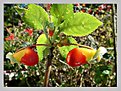 Picture Title - Parrot beak