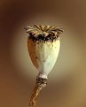 Picture Title - Poppy Pod Oriental