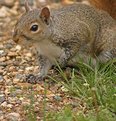 Picture Title - Squirrel