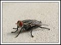 Picture Title - Big fly (Moscão)