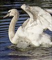 Picture Title - White swan