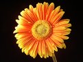 Picture Title - Gerbera Daisy #3