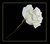 White Rose