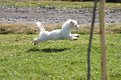 Picture Title - Superpet 