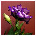 Picture Title - Lysianthus 2