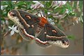 Picture Title - Cecropia Moth