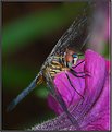 Picture Title - Blue Dasher Dragonfly