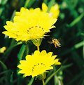 Picture Title - Click to see the BEE