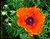 Garden Poppy