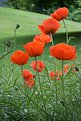 Picture Title - Poppies....
