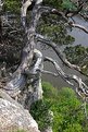 Picture Title - Twisted tree