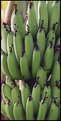 Picture Title - Nanas