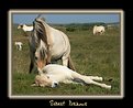Picture Title - Wild horses