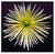 Chrysanthemum 3