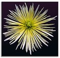 Picture Title - Chrysanthemum 3