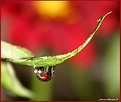 Picture Title - Flowered drop 2