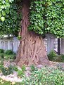 Picture Title - tree and ivy