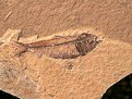Picture Title - Fossil