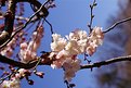 Picture Title - Cherry Blossom