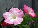 Picture Title - Flowers