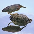 Picture Title - Green Heron in Sun City Park