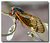 Nearsighted Cicada