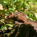 Picture Title - Chipmunk on Stump