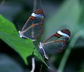 Picture Title - Glasswing Butterflys